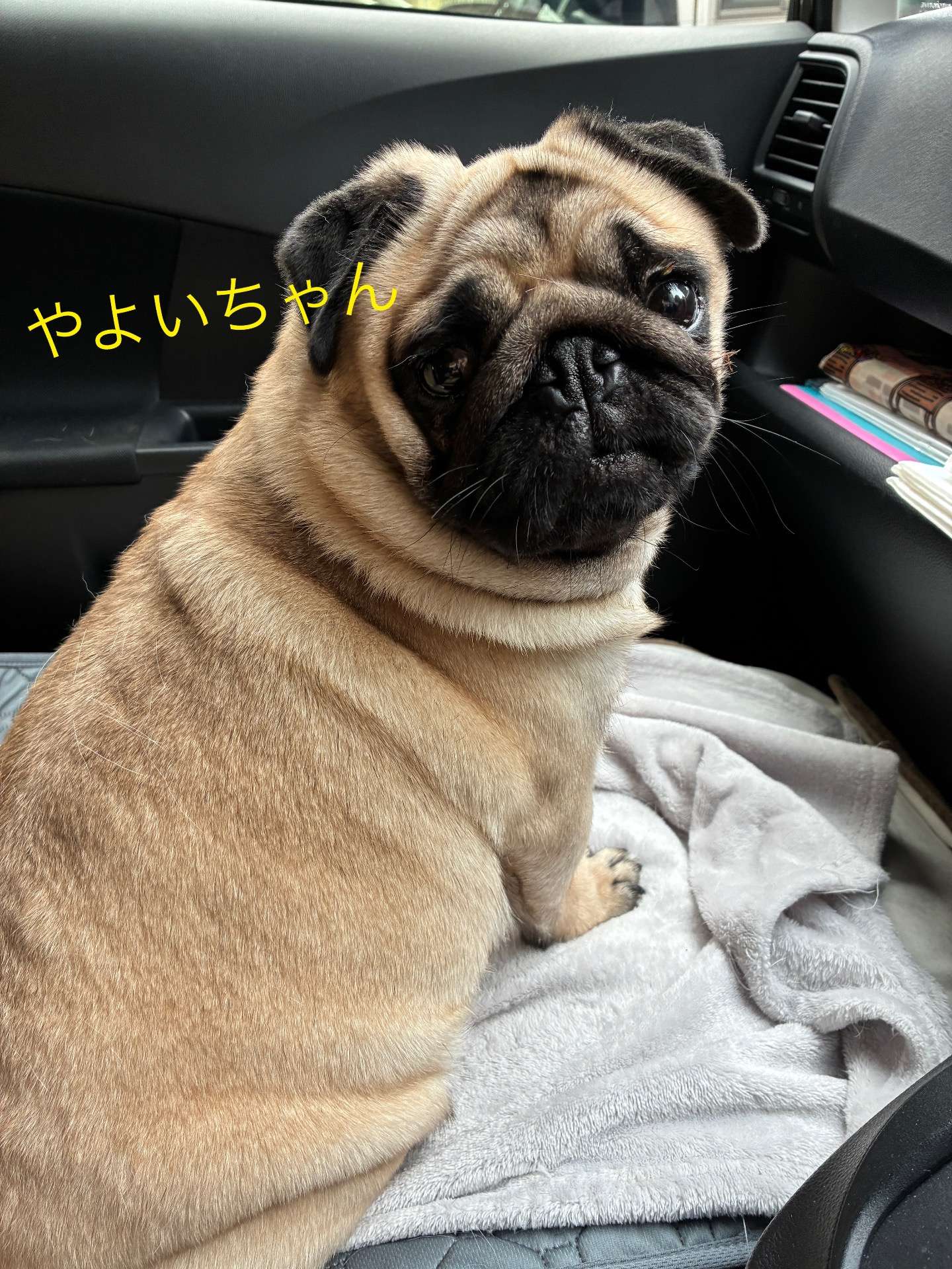 里親様 募集致します | 仔犬の出産 販売情報 | 千葉県のブリーダーならcozy forest poohba