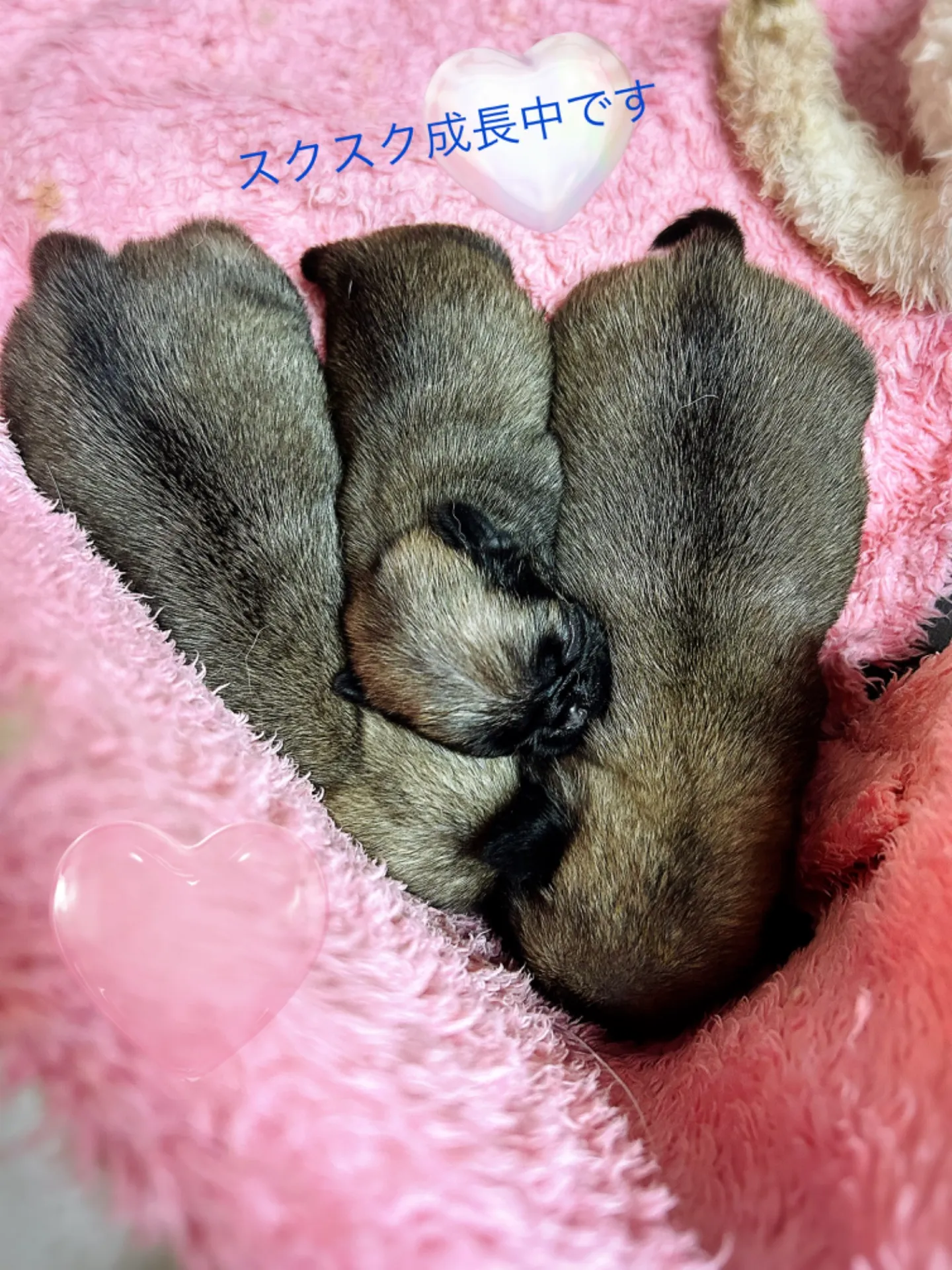 パグベビーちゃん ママはオシマ姉さん | ブログ | 千葉県のブリーダー