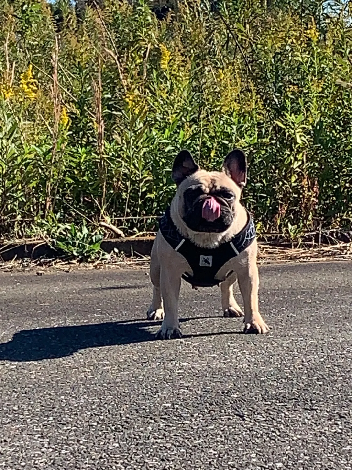 #千葉県　＃ポメラニアン子犬　＃年末のご挨拶をさせていただきます