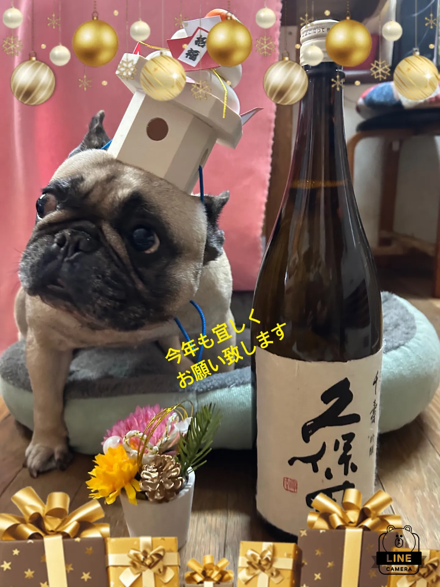 #千葉県＃ポメラニアン＃仔犬　＃poohba　新年のご挨拶