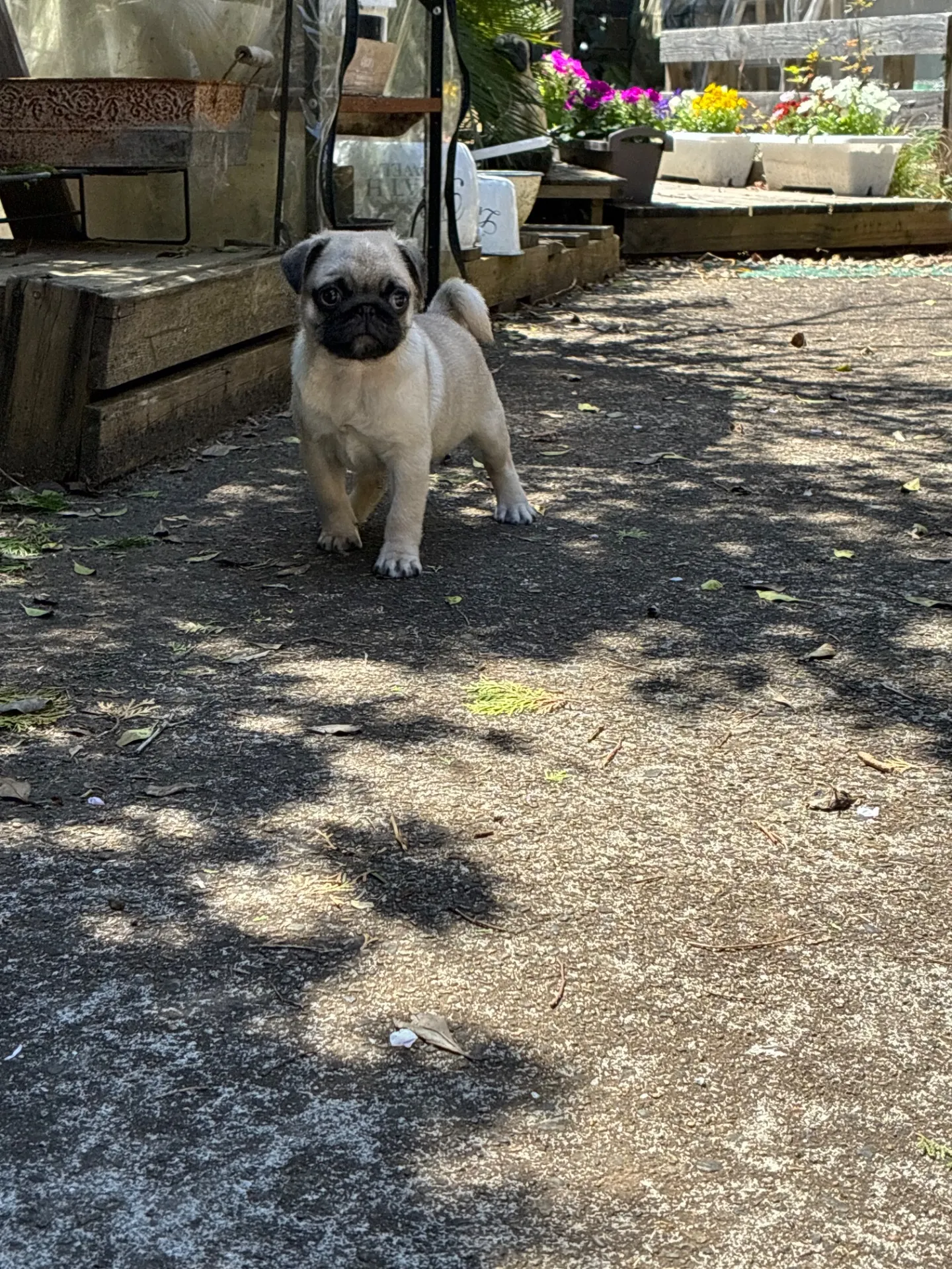 すぐにでもお迎えできる子ですよ＾～＾現在のところ1300gほど成長してくれております