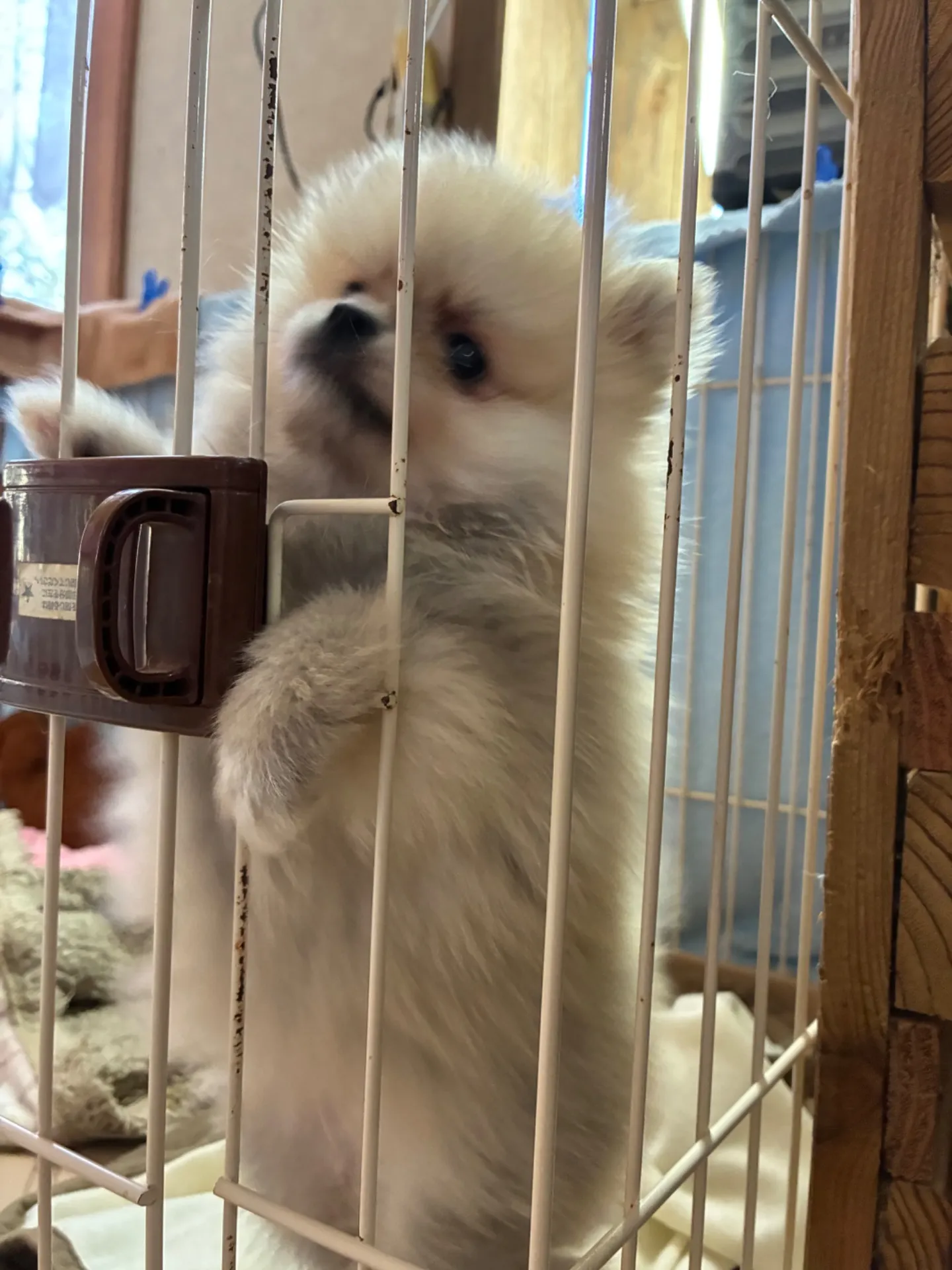 クリームセーブルの女の子　ご成約済