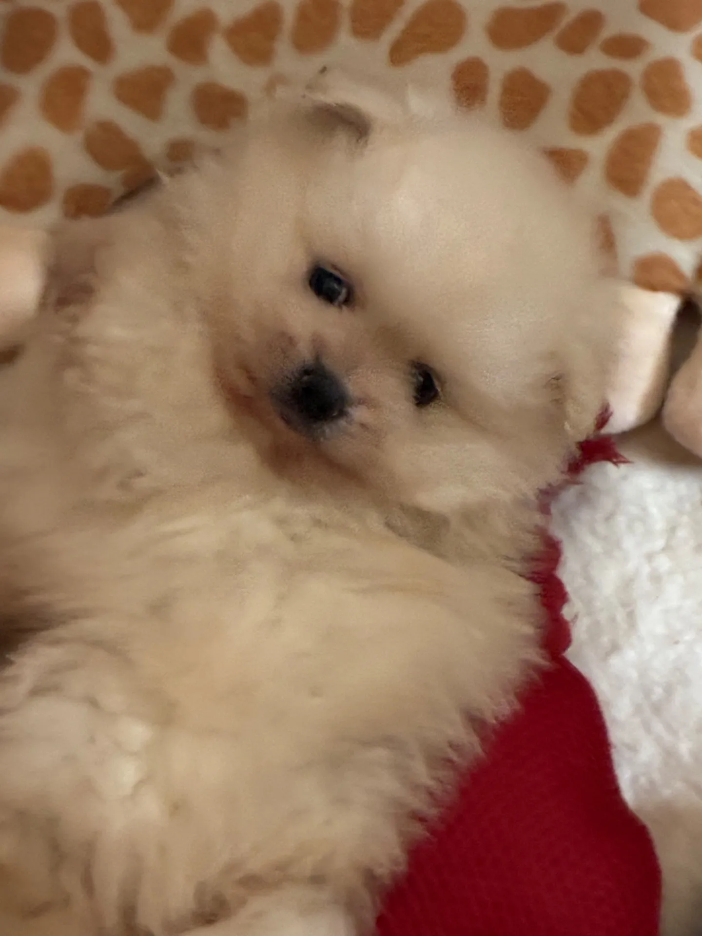 お気軽にお問い合わせください　すぐにでもお迎えできる子です　