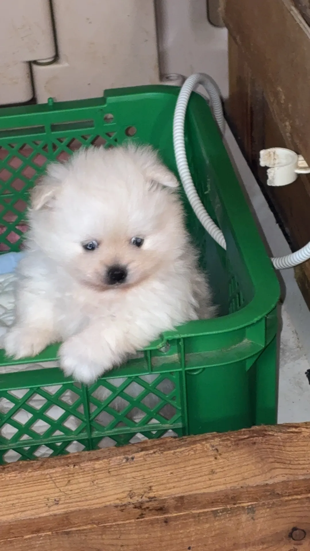 ホワイトポメラニアンパピー　男の子　ご成約済