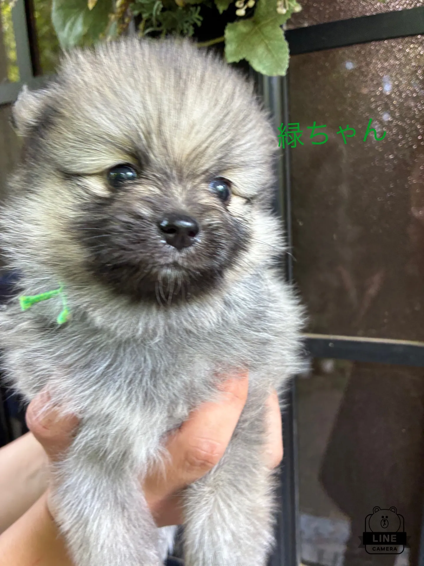 ウルフセーブルの毛色予測ですがお口の黒毛は薄くなると予想です　みどりちゃん