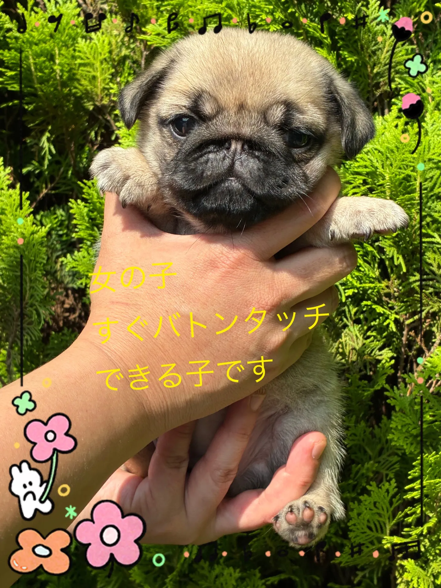 里ママ男の子　　一頭だけですよ〜 ご成約済みありがとうございました。