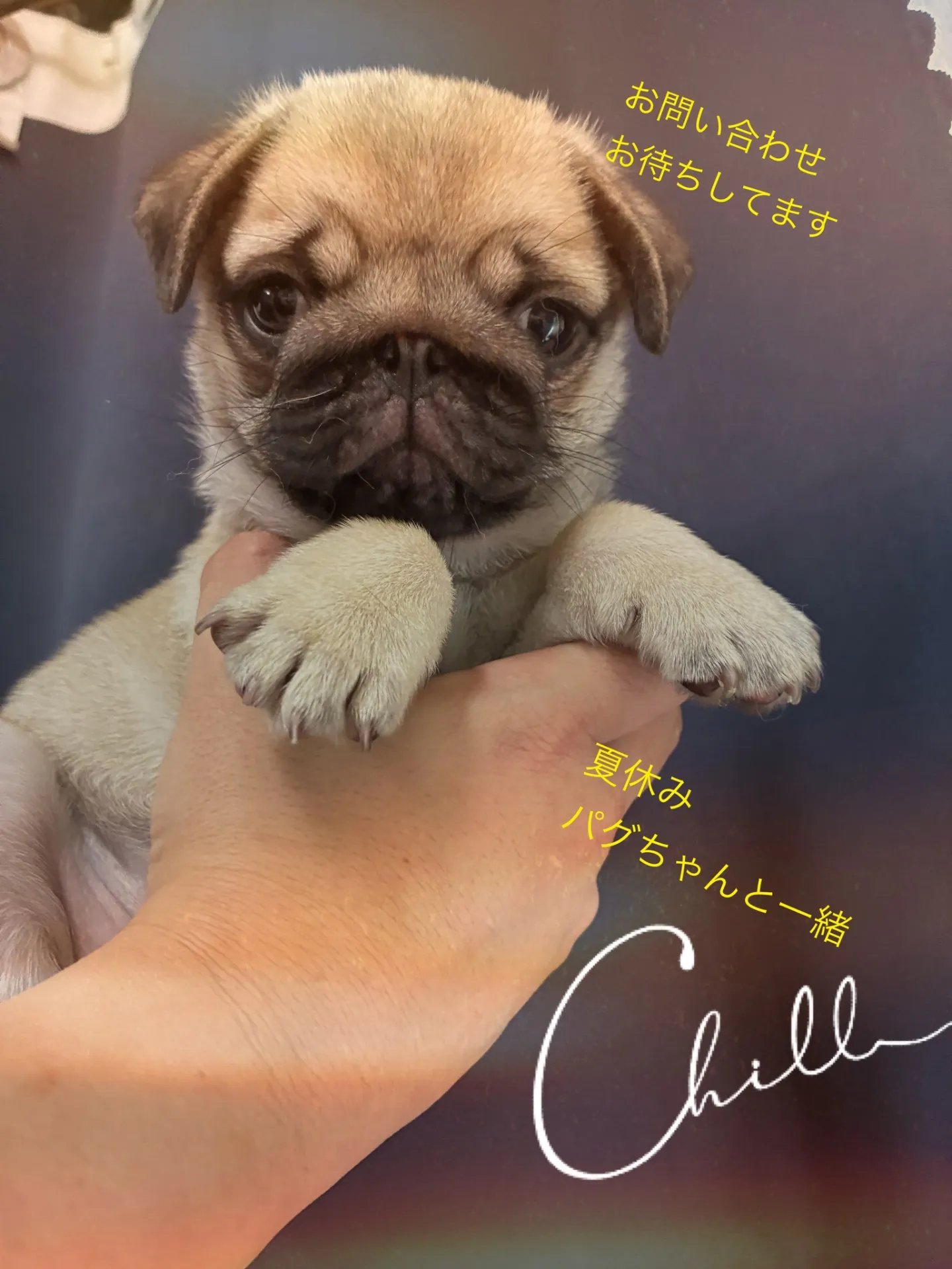 すぐにでもお迎えできる子ですよ＾～＾現在のところ１５００gほどに成長しております