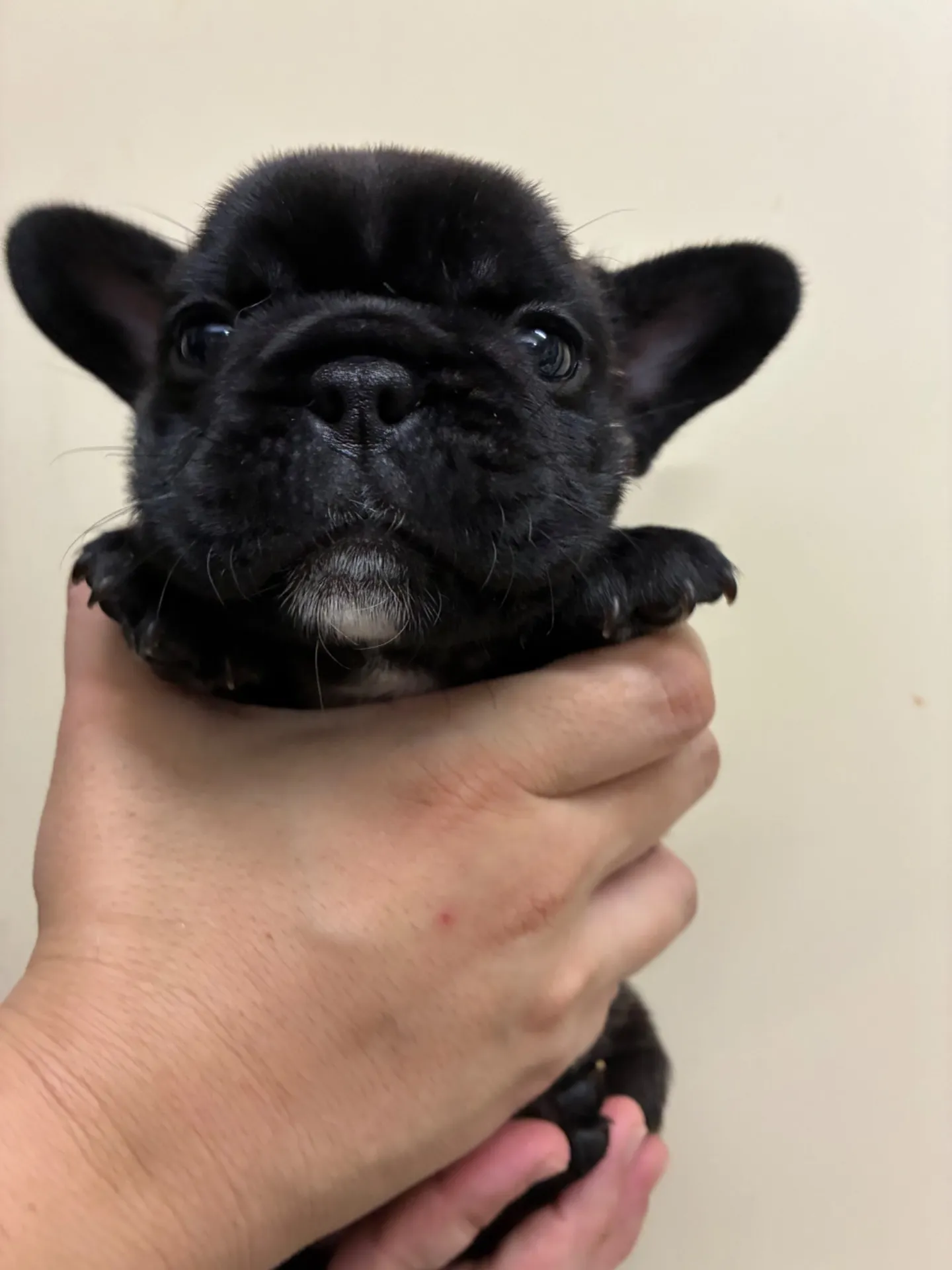 フレンチブルドッグパピー　ブリンドルの女の子　￥ご成約済