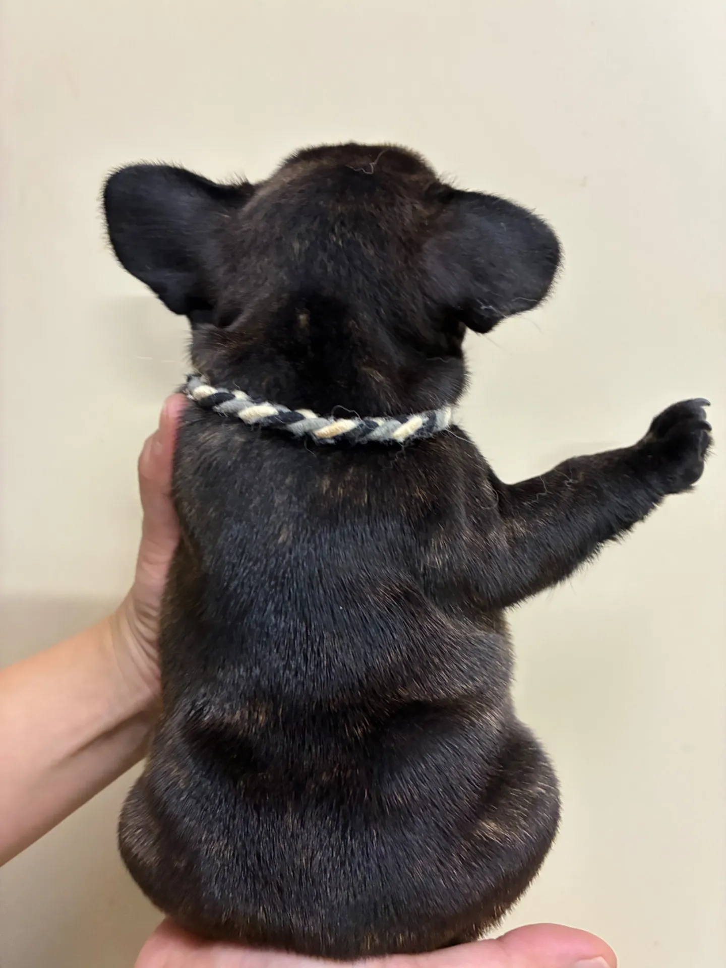 ずんぐりむっくりがっしりボディーですよー