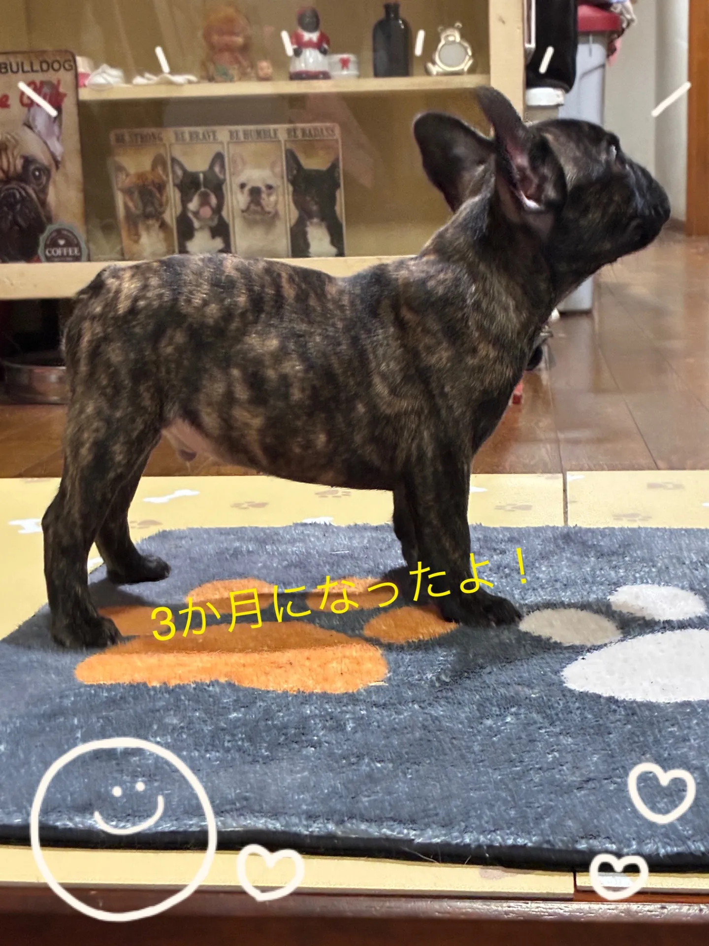 上手に色々な事を覚えるのが得意です