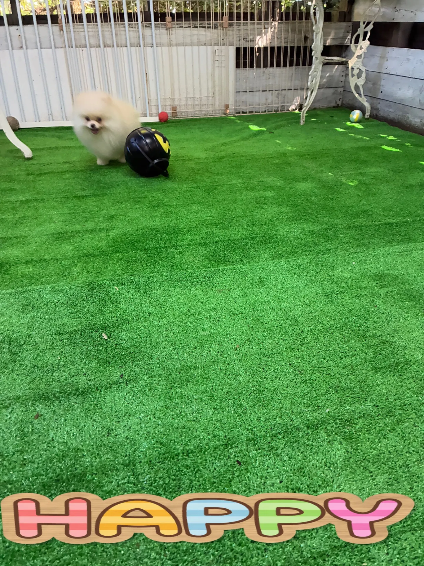 #千葉県　＃ポメラニアンパピー　＃ファミリー募集致します　