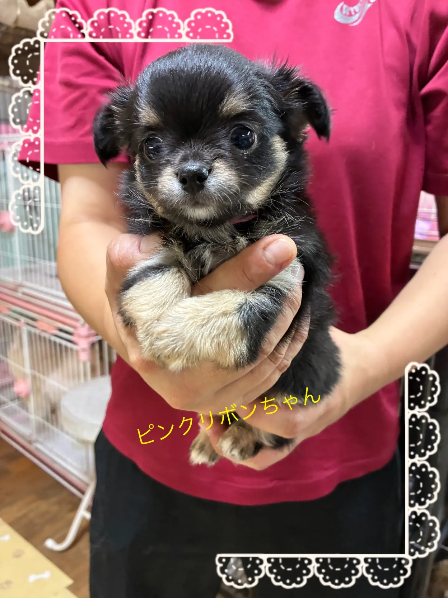 お気軽にお問い合わせください　すぐにでもお迎えできる子です　￥120.000(税込)