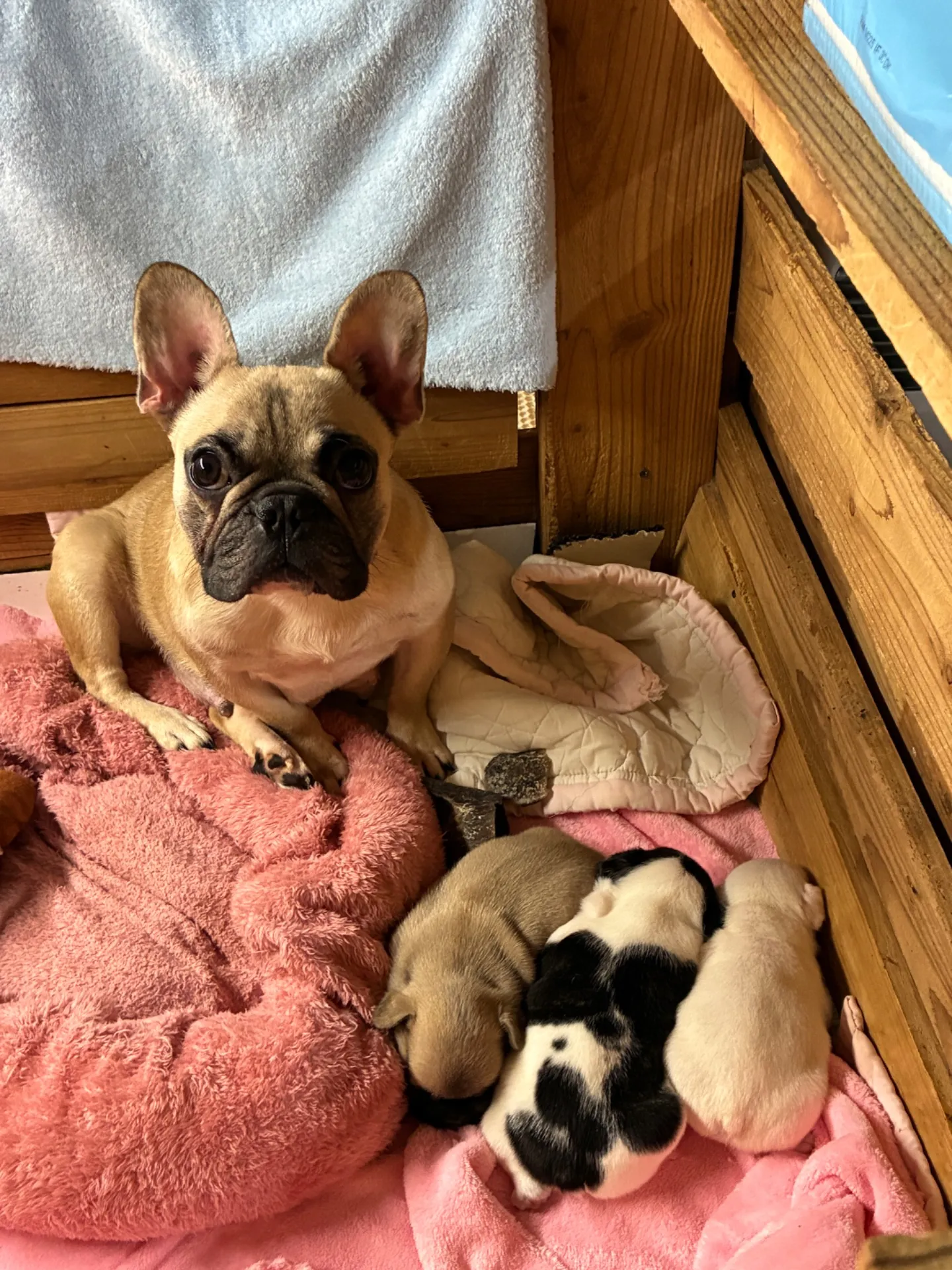 コロコロムチムチ短足子煩悩なママが光ります