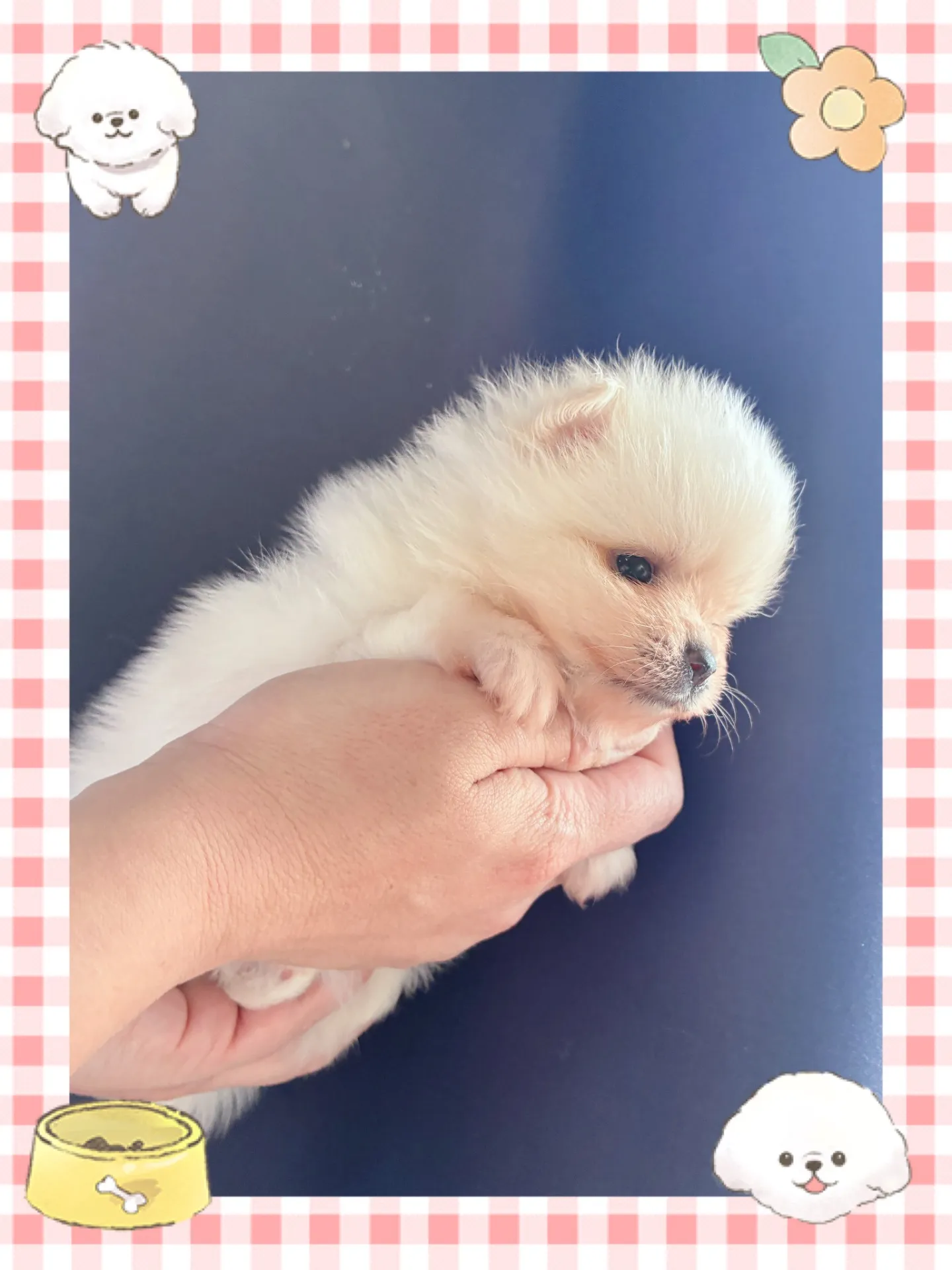 女の子ちゃん　ご成約済　