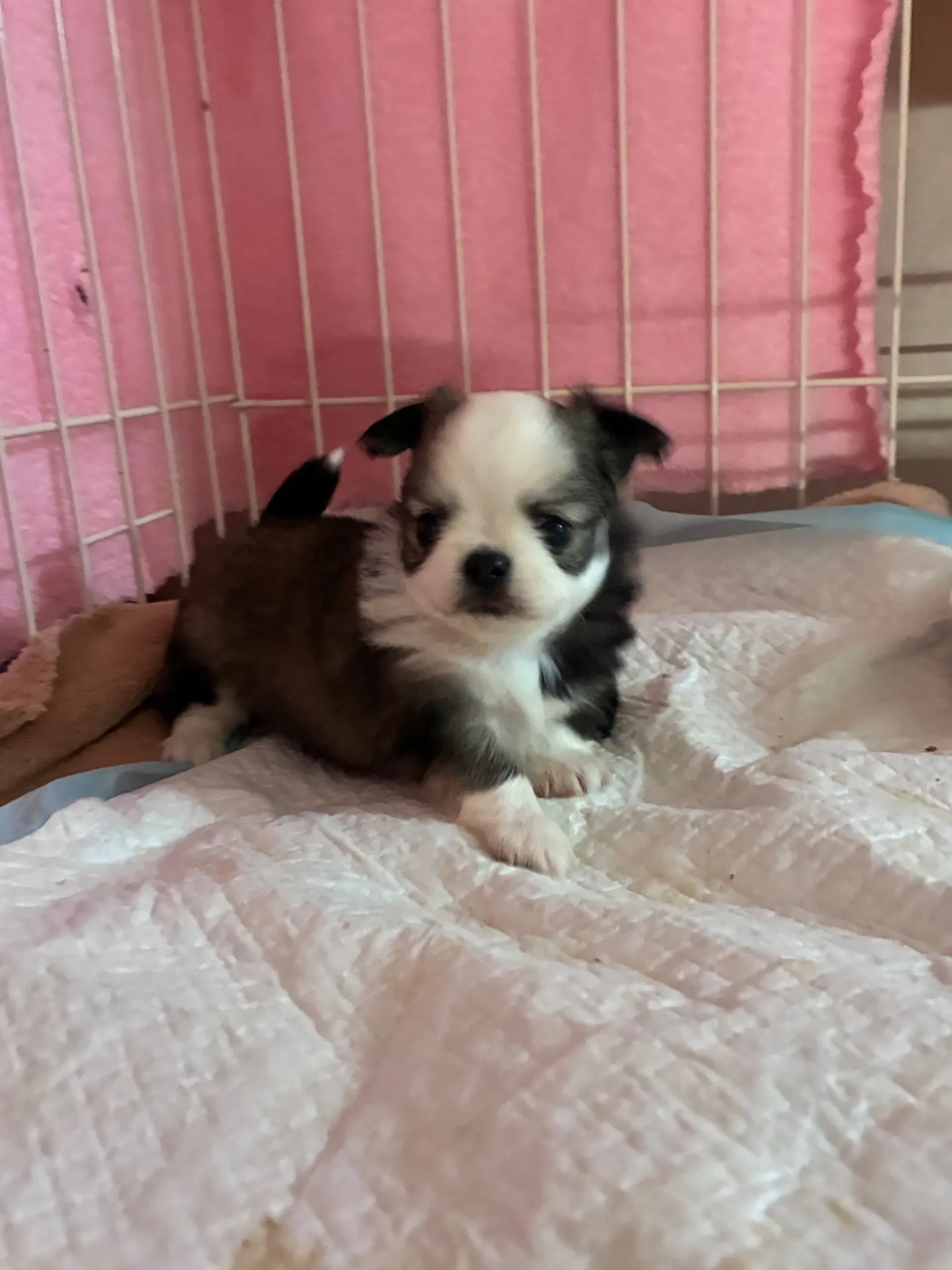 おんじょママの子達です