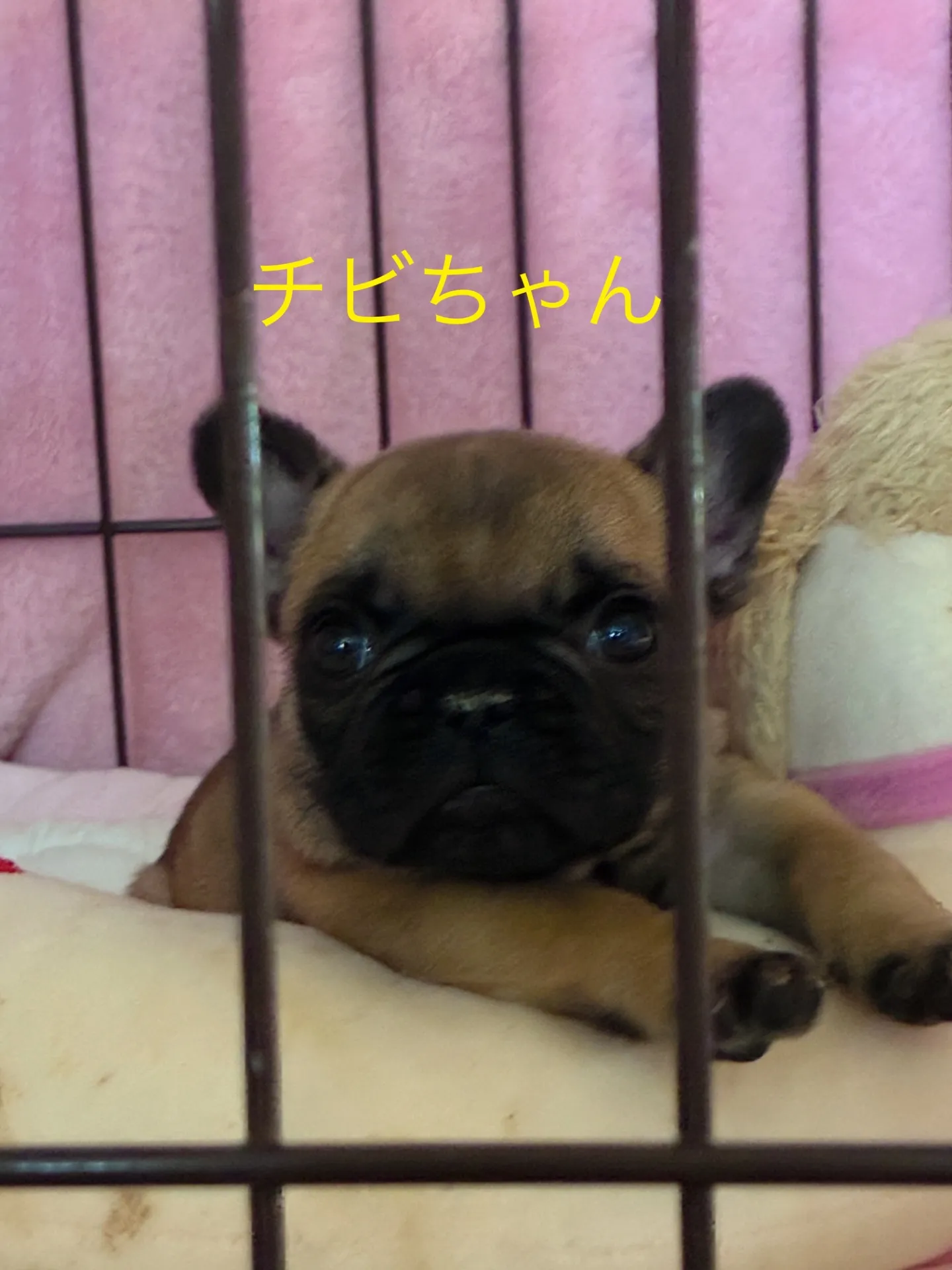 レッドの強い姉妹ちゃんです