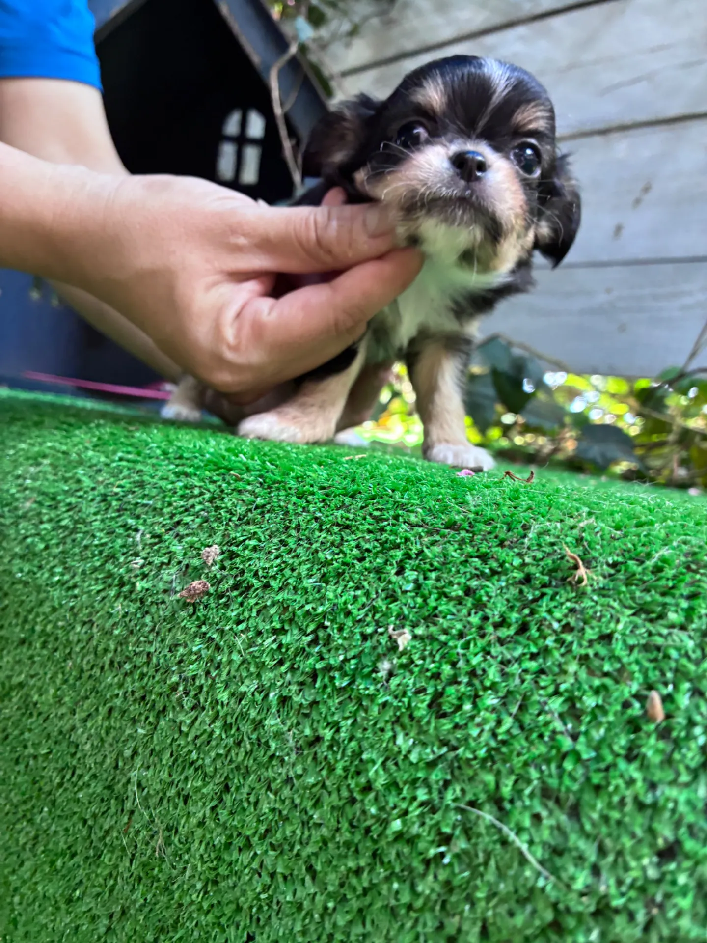 #千葉市　#フレンチパピー　#ずっとのお家優しいご家族様募集中