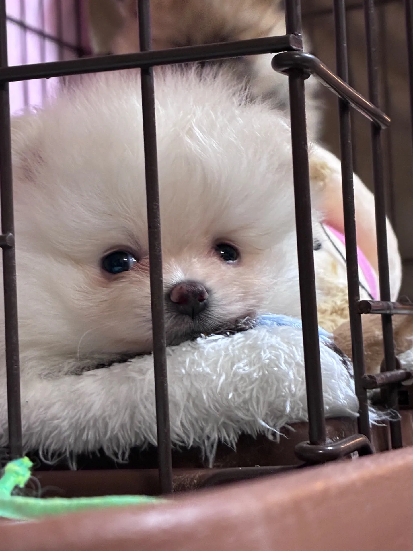 リズムついてお迎えしやすい子です　ホームページ価格180,000(税込)　　