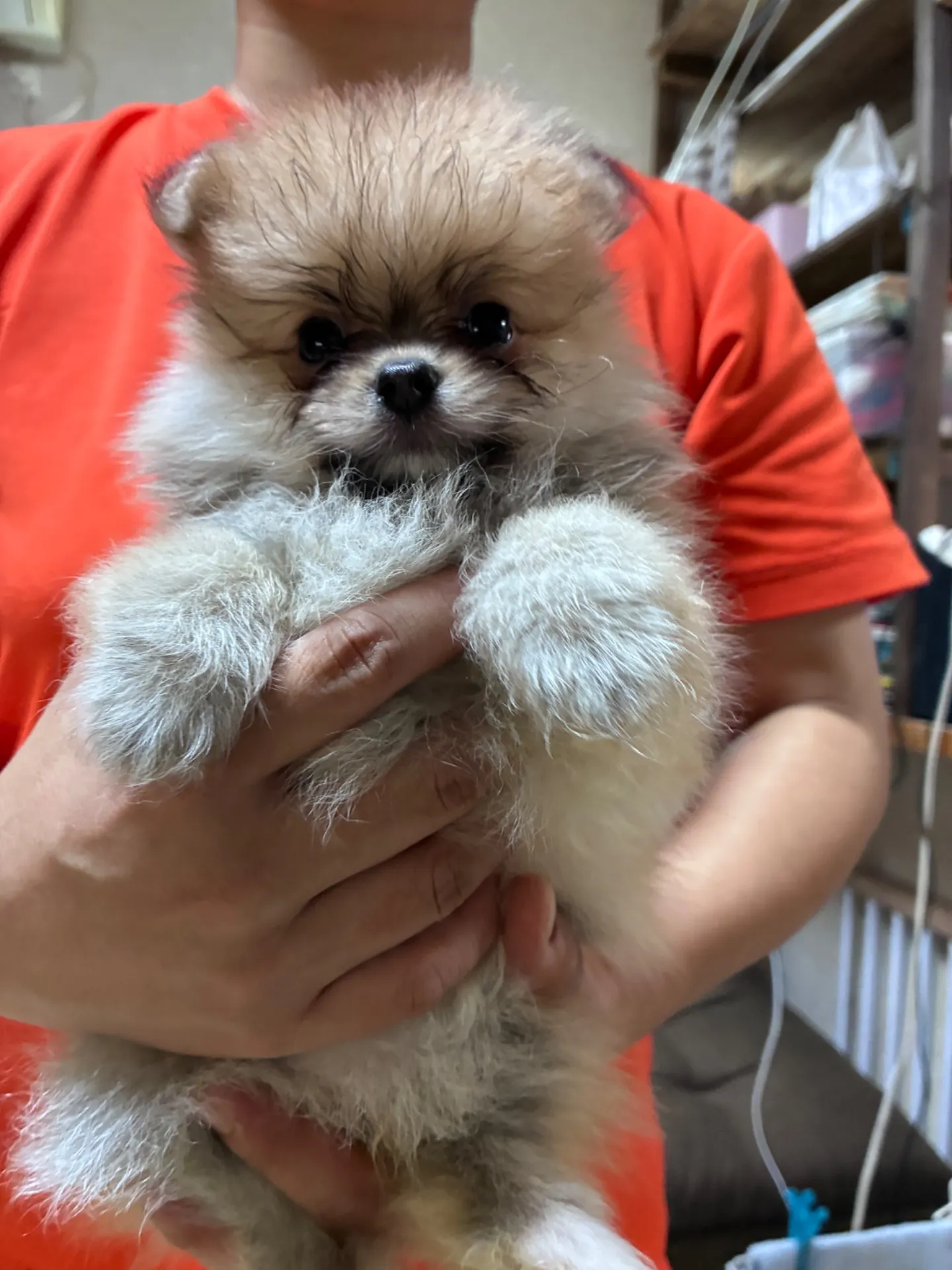 ポメちゃんカラーがクリームセーブル君に　¥ご成約済みです