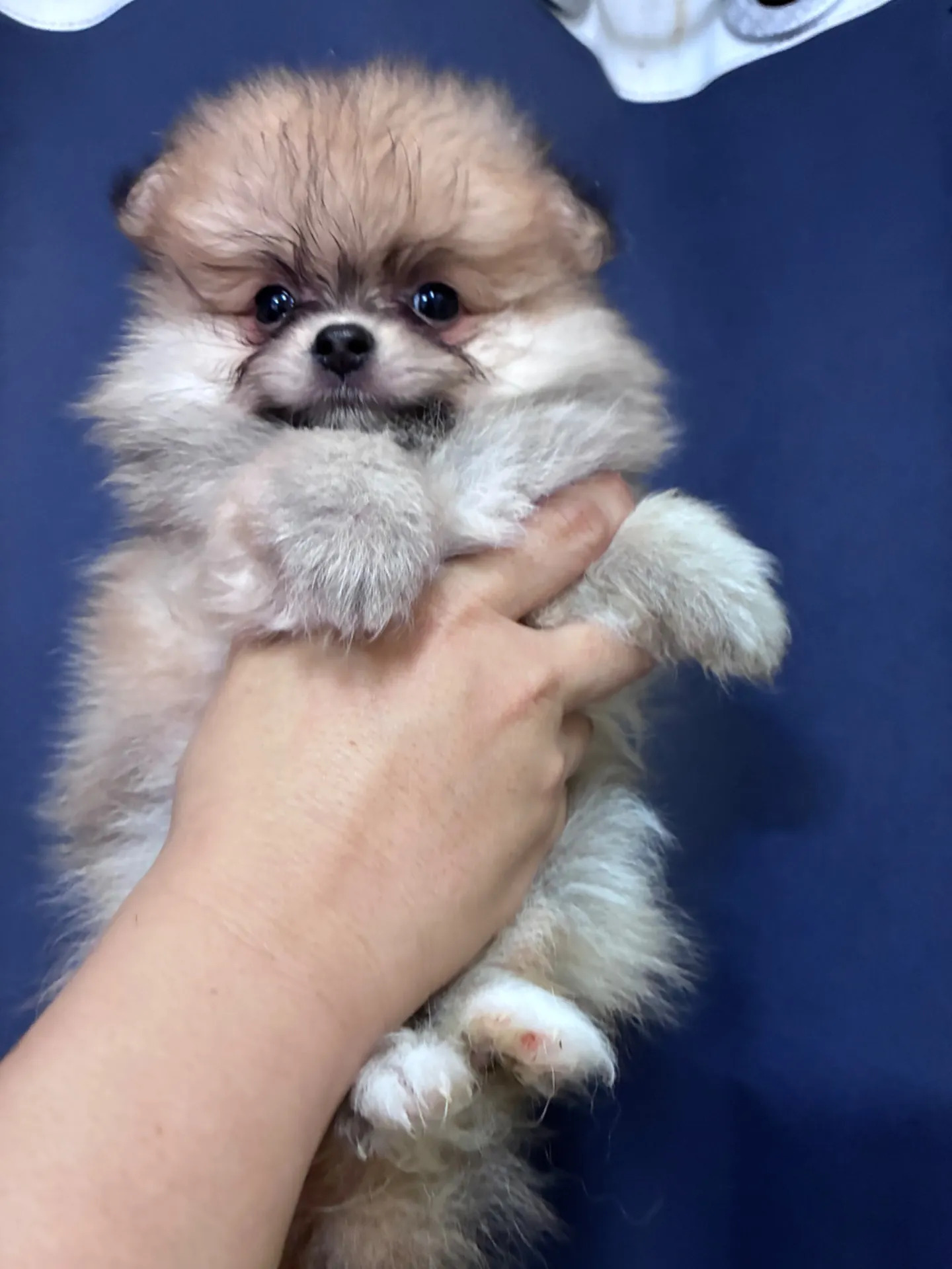 お写真より実際のお顔はかわいいですよご成約済みです