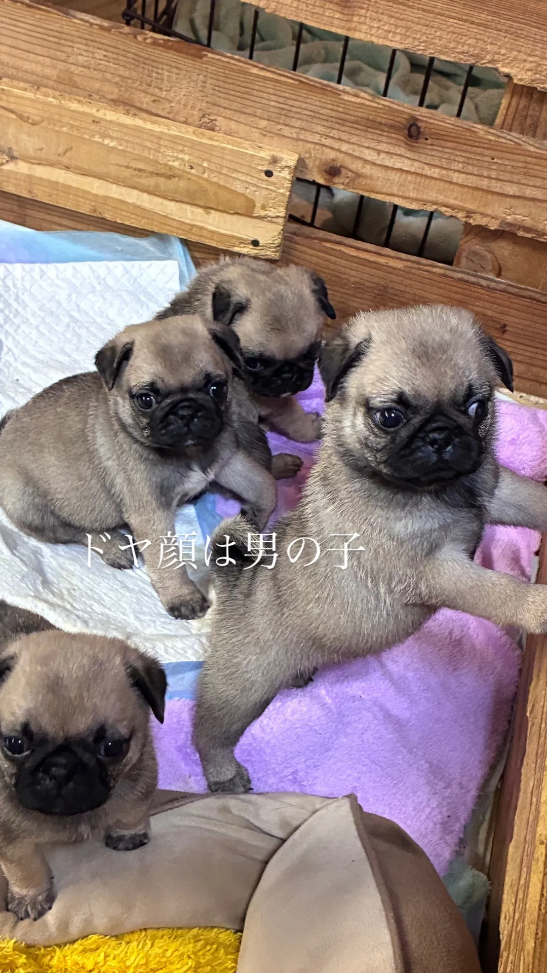 ひめママの子　お写真改めて後日一頭ずつアップ致します。