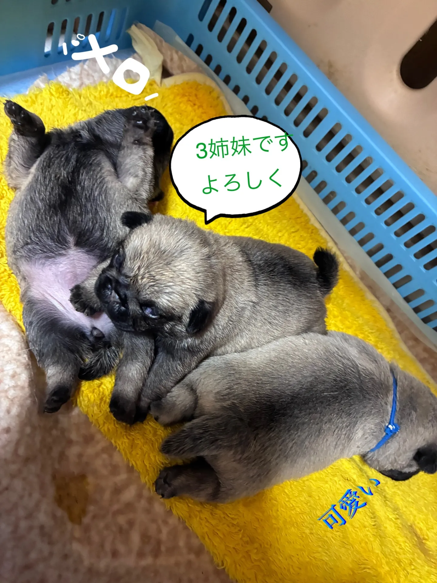 生後2週間　お目目あきました　すでに貫禄パピーの予感