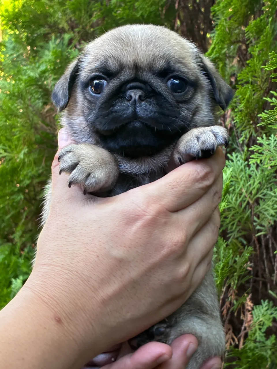 黒リボンちゃん　ずっしりとムチムチひめです　㏋直接価格　￥250,000　