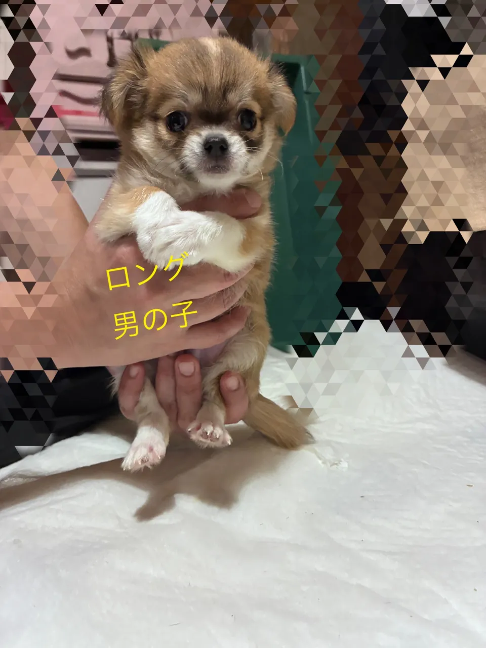 パパのたっくん似の男の子君です