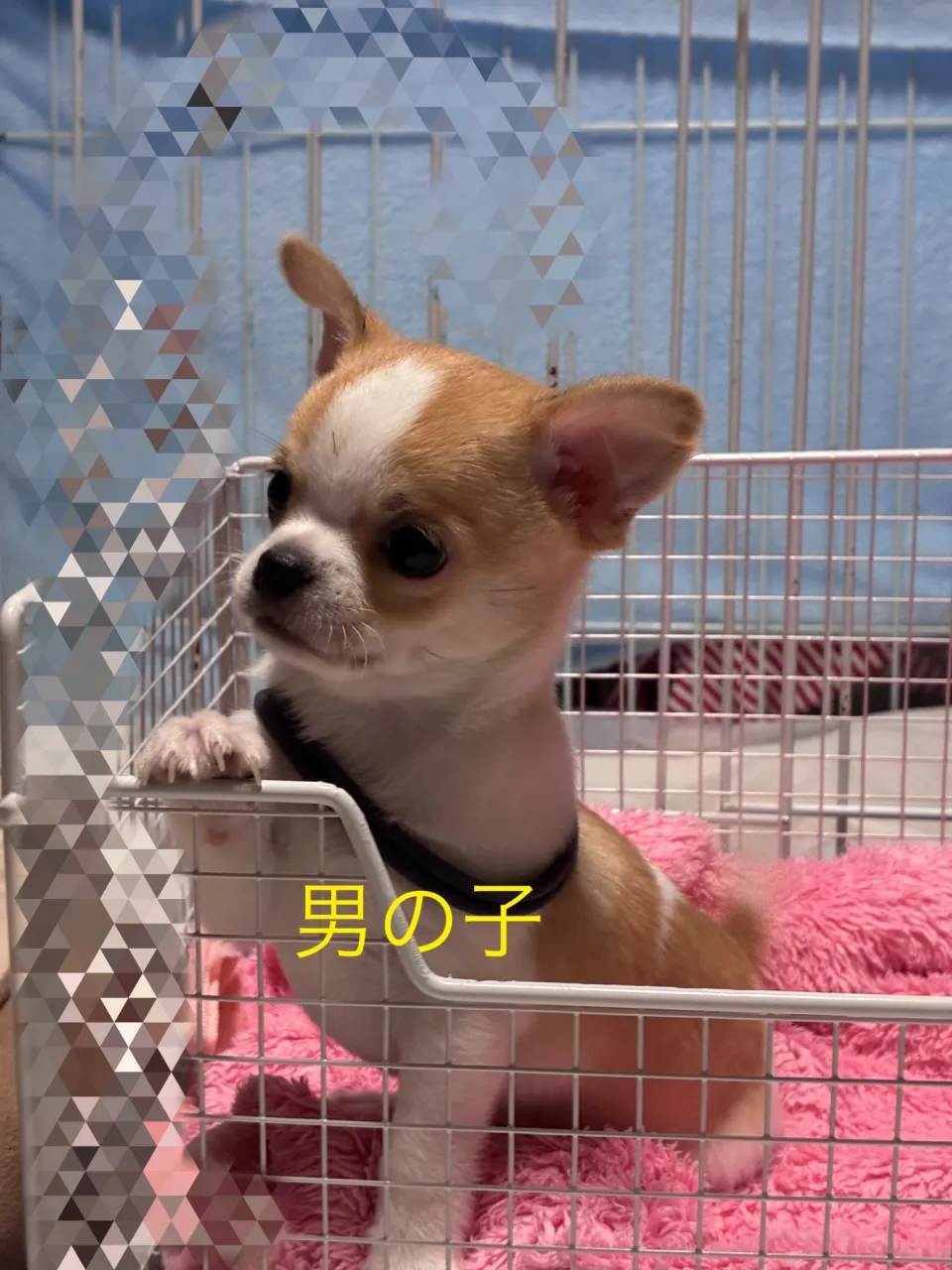 リボン黒君　お耳も先に立ってきて、ちわわらしい男の子です￥170,000(税込)