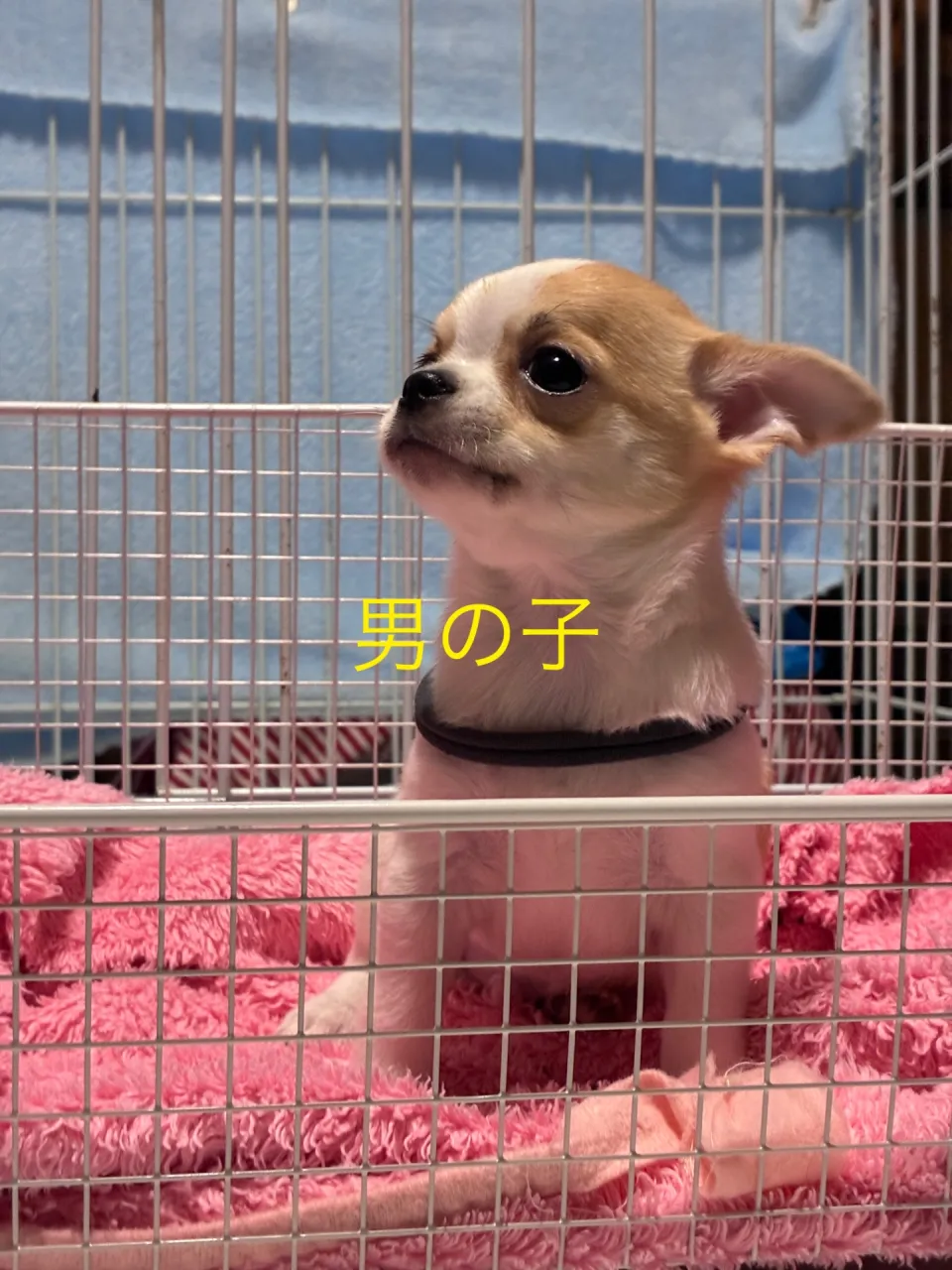 可愛いいんですよ＾＾パパ似かな
