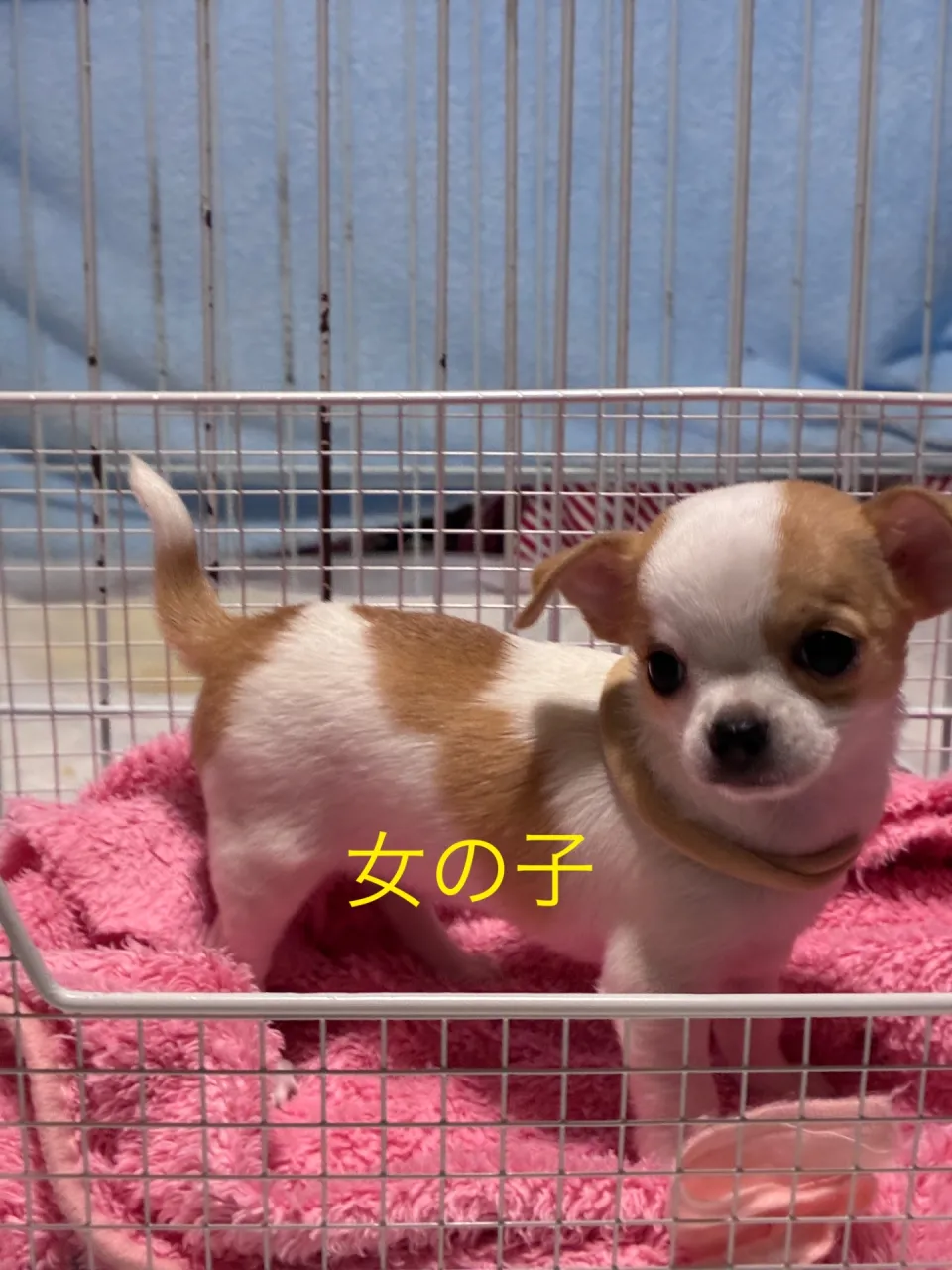 丸い女の子らしいお顔立ちでキュートですよ