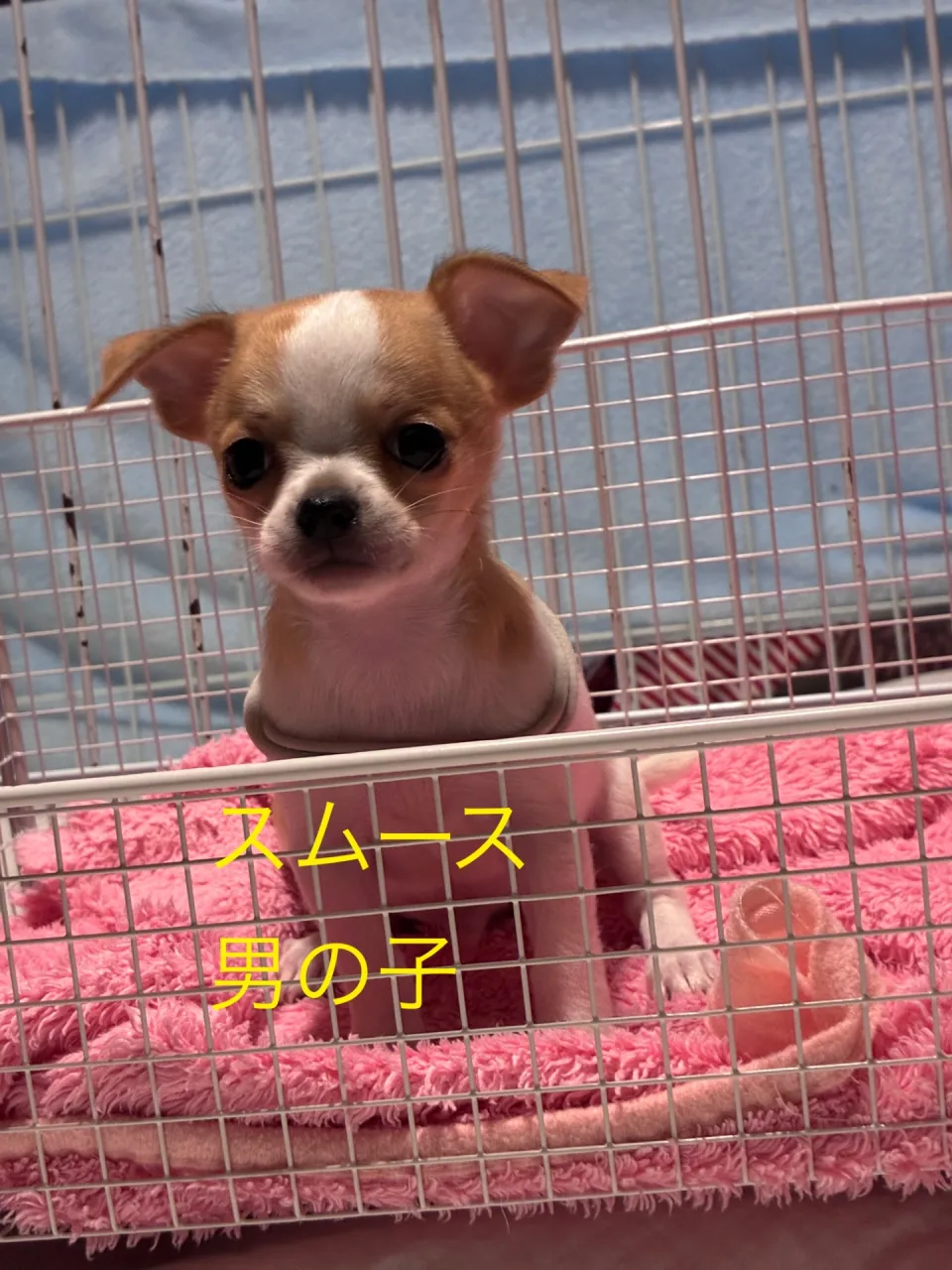 ストップもきいてお顔の丸いパパ似の子です