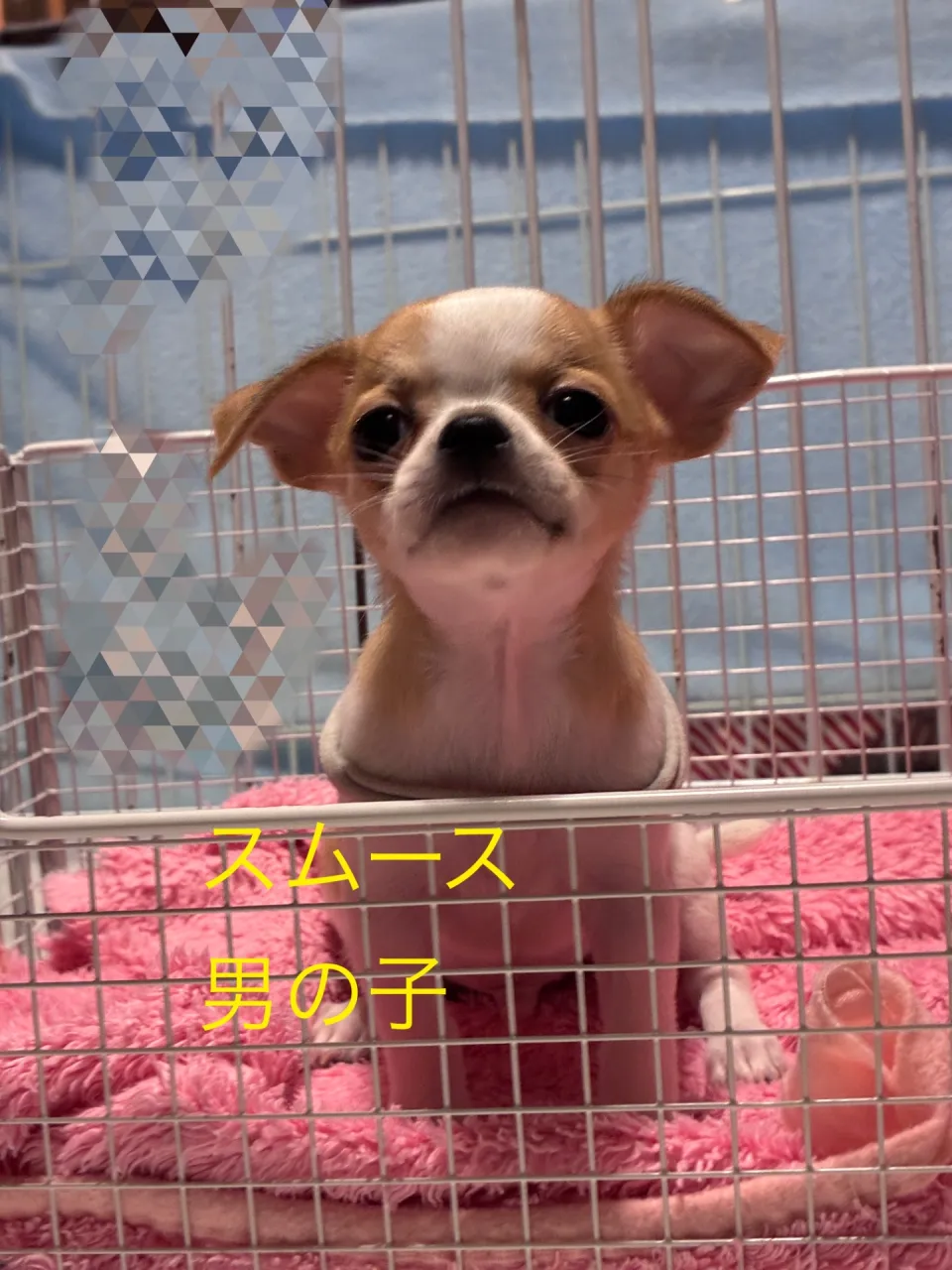 愛嬌たっぷりな可愛い男の子です　白君　　HP価格￥170,000(税込)