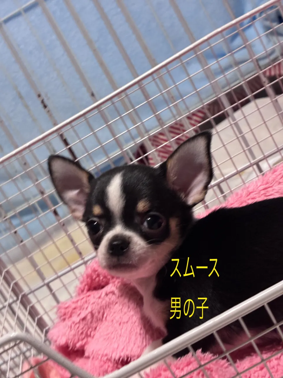お顔もしっかりしております　可愛いいですよー一番最初にお耳も立ちました